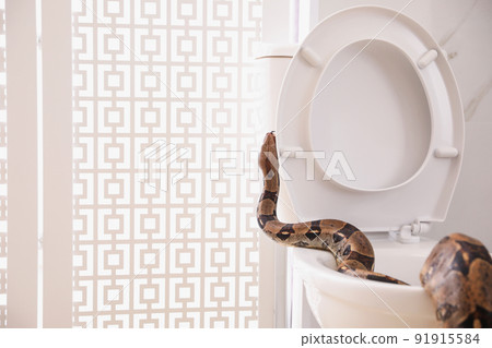 Brown boa constrictor on toilet bowl in bathroom Brown boa constrictor on toilet bowl in bathroom 91915584