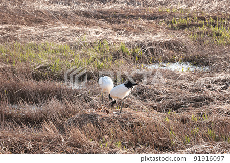 丹頂鶴育兒兄弟姐妹在朝陽下面對面 91916097
