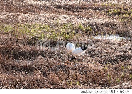 鳥媽媽看著養育孩子的兄弟姐妹 91916099