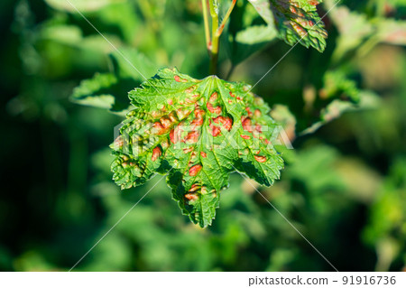 Common Plant Diseases. Peach leaf curl on currant leaves. Puckered or blistered leaves distorted by pale yellow aphids. Common Plant Diseases. Peach leaf curl on currant leaves. Puckered or blistered leaves distorted by pale yellow aphids. 91916736
