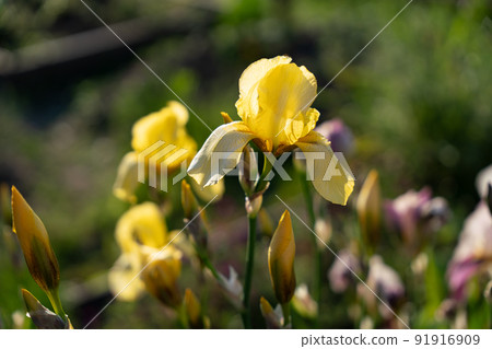 Flower yellow iris 91916909