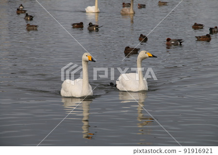 Lake Hyoko-Wintering ground for swans 91916921