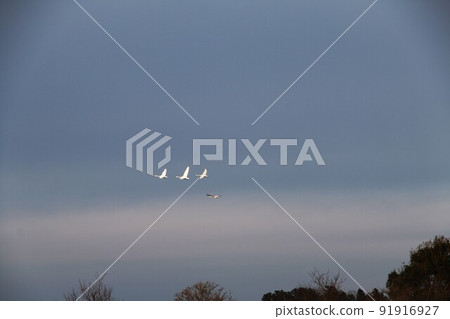 Lake Hyoko-Wintering ground for swans 91916927