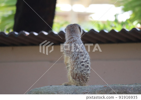 A landscape of a zoo with a meerkat turning his back 91916935