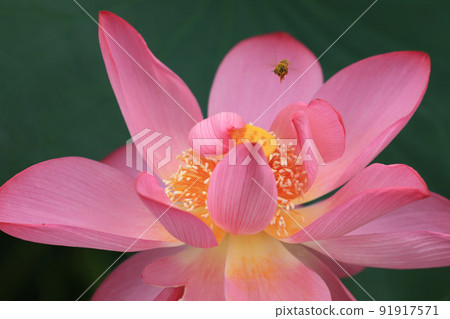 蜜蜂和蓮花7950 91917571