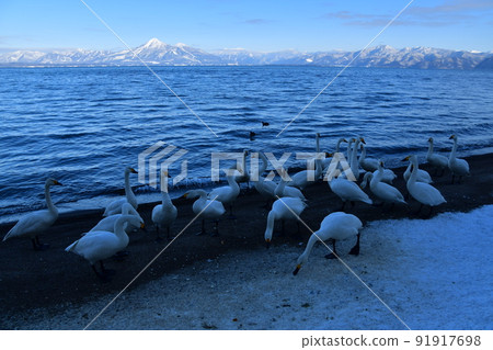 Swan in Lake Inawashiro 91917698