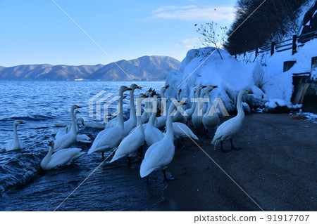 Swan in Lake Inawashiro 91917707