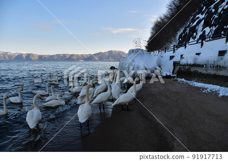 Swan in Lake Inawashiro Swan in Lake Inawashiro 91917713