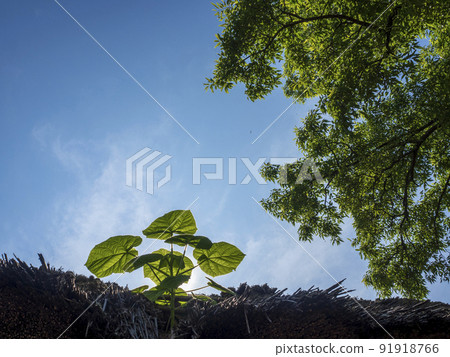 Leaves on the roof Leaves on the roof 91918766