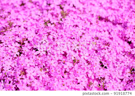 Shibazakura flowers 91918774