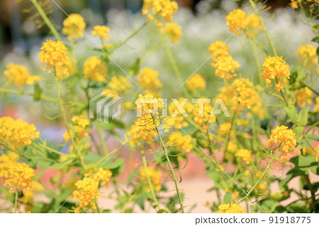 Rape blossoms Rape blossoms 91918775