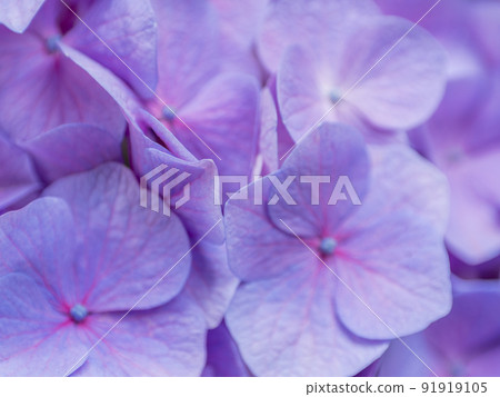 Purple hydrangea 91919105