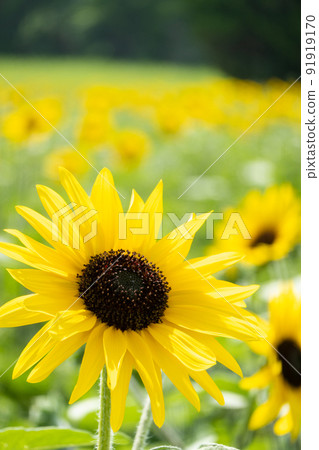 sunflower	 91919170