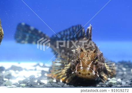 Anahaze Aya Anahaze Kajika Haze Sunrise Anahaze Aya Anahaze Kajika Haze Sunrise 91919272