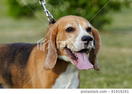 charming beagle dog on the street in summer 91919281
