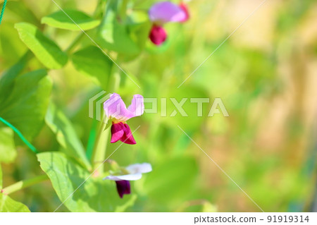 Pea flower Tutankhamen Pea flower Tutankhamen 91919314