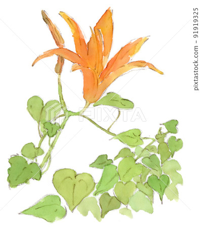 Watercolor illustration of daylily flowers and yam vines blooming in the grass in July 91919325
