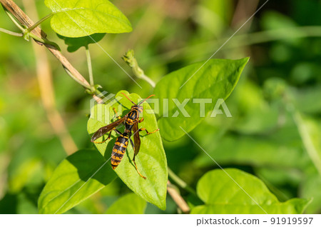 Polistes jokahamae 91919597