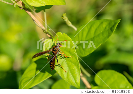 Polistes jokahamae 91919598