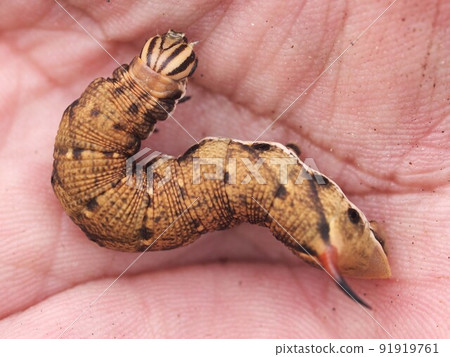 Up of captured Spodoptera frugiperda larvae 91919761