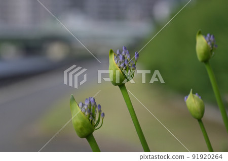 Agapanthus buds blooming on the banks of the Sumida River near Kachidoki Bridge 91920264
