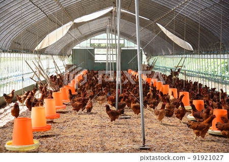 秋田的特產，以平養珍貴的比內雞的家禽養殖場 91921027