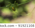 This thorny caterpillar is the birth of a beautiful yellow butterfly (Nettle Caterpillar) In nature. 91921108