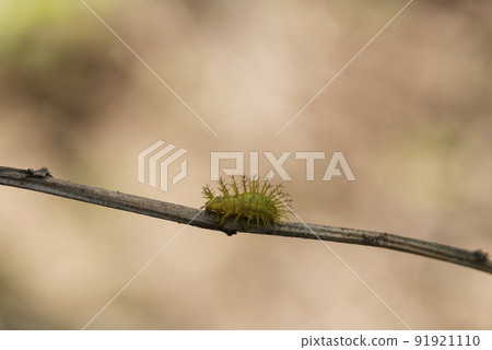 This thorny caterpillar is the birth of a beautiful yellow butterfly (Nettle Caterpillar) In nature. 91921110