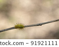 This thorny caterpillar is the birth of a beautiful yellow butterfly (Nettle Caterpillar) In nature. 91921111