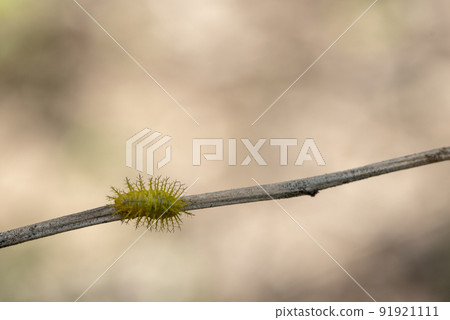 This thorny caterpillar is the birth of a beautiful yellow butterfly (Nettle Caterpillar) In nature. 91921111