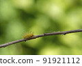 This thorny caterpillar is the birth of a beautiful yellow butterfly (Nettle Caterpillar) In nature. 91921112