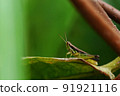 grasshopper, in thailand Southeast Asia 91921116