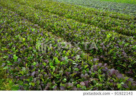 Rows of harvest of mustard leaf on the field 91922143