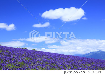 北海道富良野葡萄酒屋薰衣草園 北海道富良野葡萄酒屋薰衣草園 91922496