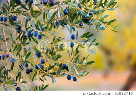 Olive Tree Branch with Ripe Olives