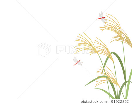 Japanese pampas grass and red dragonfly_frame 91922862