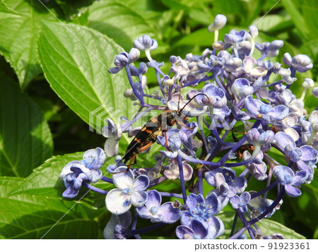 Longhorn beetle that came to the hydrangea Longhorn beetle that came to the hydrangea 91923361