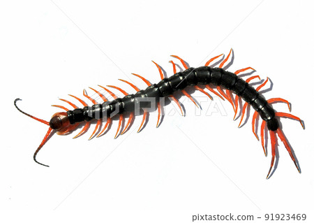 I took a picture of Scolopendridae with a white background 91923469