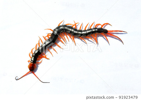 我拍了一張白色背景的蜈蚣科照片 91923479