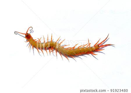 I took a picture of Scolopendridae with a white background I took a picture of Scolopendridae with a white background 91923480