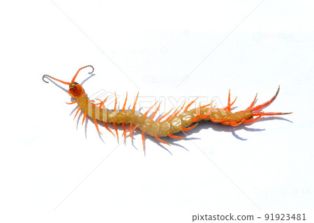 I took a picture of Scolopendridae with a white background I took a picture of Scolopendridae with a white background 91923481