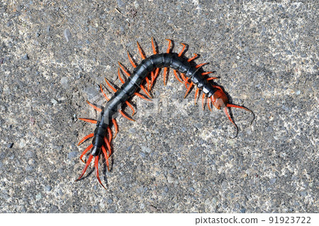 我在混凝土背景上拍了一張鱘魚科的照片 91923722