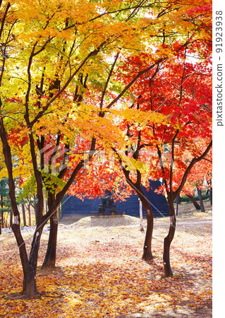 深秋的奧林匹克公園 91923938