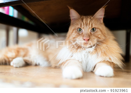 Portrait of a Maine Coon cat lying under a chair. Front view. Portrait of a Maine Coon cat lying under a chair. Front view. 91923961