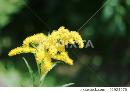 This yellow flower is a giant goldenrod. 91923976