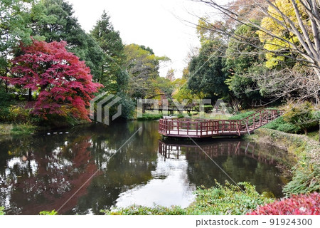 神奈川縣相模原市土保川公園水鳥之池和紅葉 神奈川縣相模原市土保川公園水鳥之池和紅葉 91924300