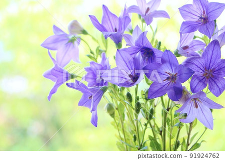 Green and bellflower 91924762