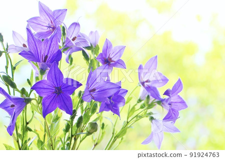 Green and bellflower 91924763