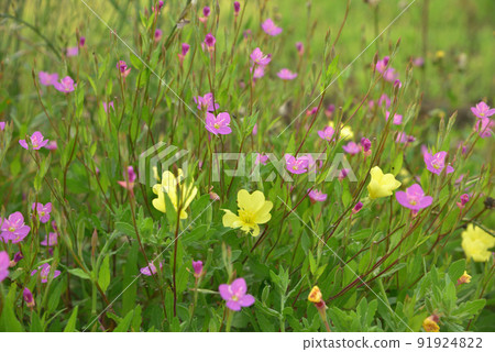從春季到夏季，在河岸、農田道路和稻田上盛開的月見草和月見草。 91924822