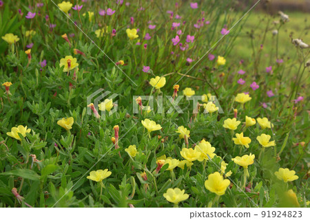 從春季到夏季，在河岸、農田道路和稻田上盛開的月見草和月見草。 91924823